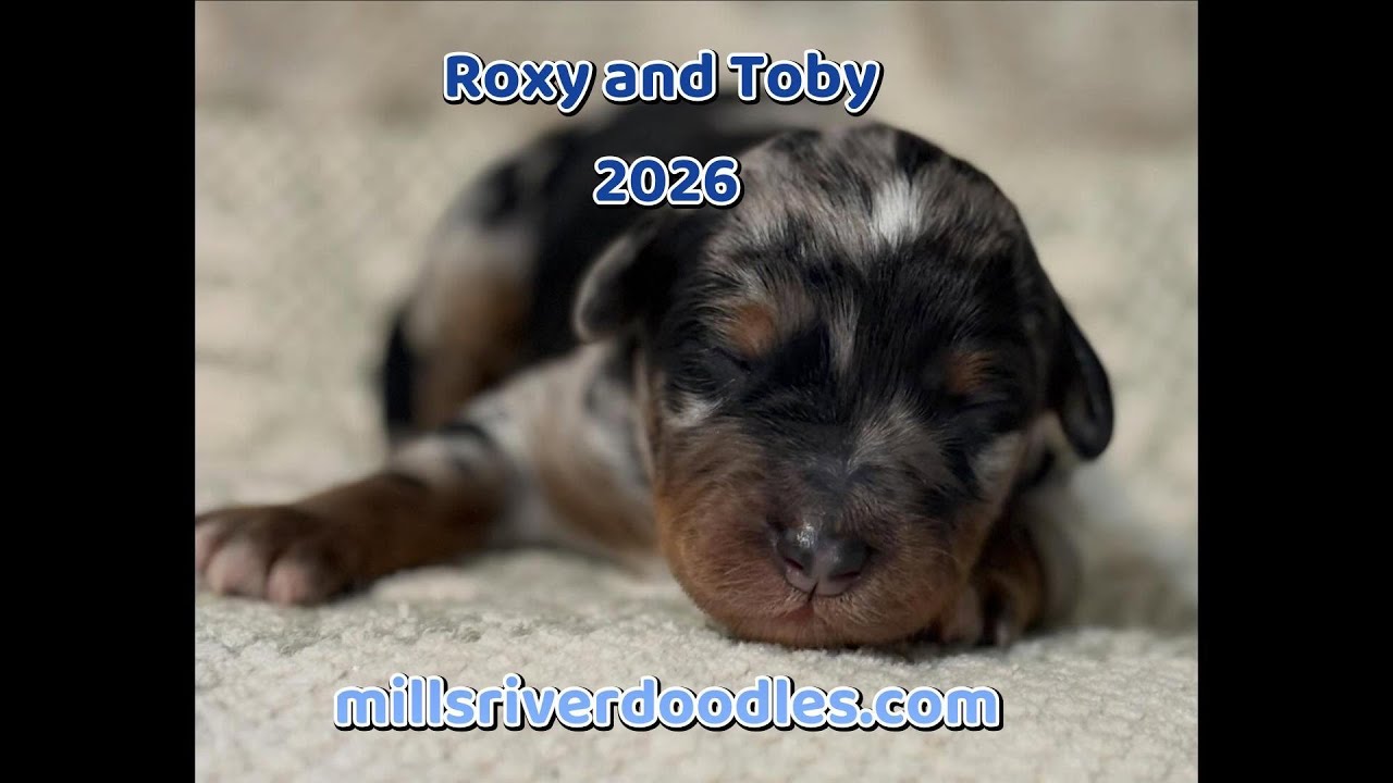 Aussiedoodle Puppy Introduction Video- Roxy and Toby 2026