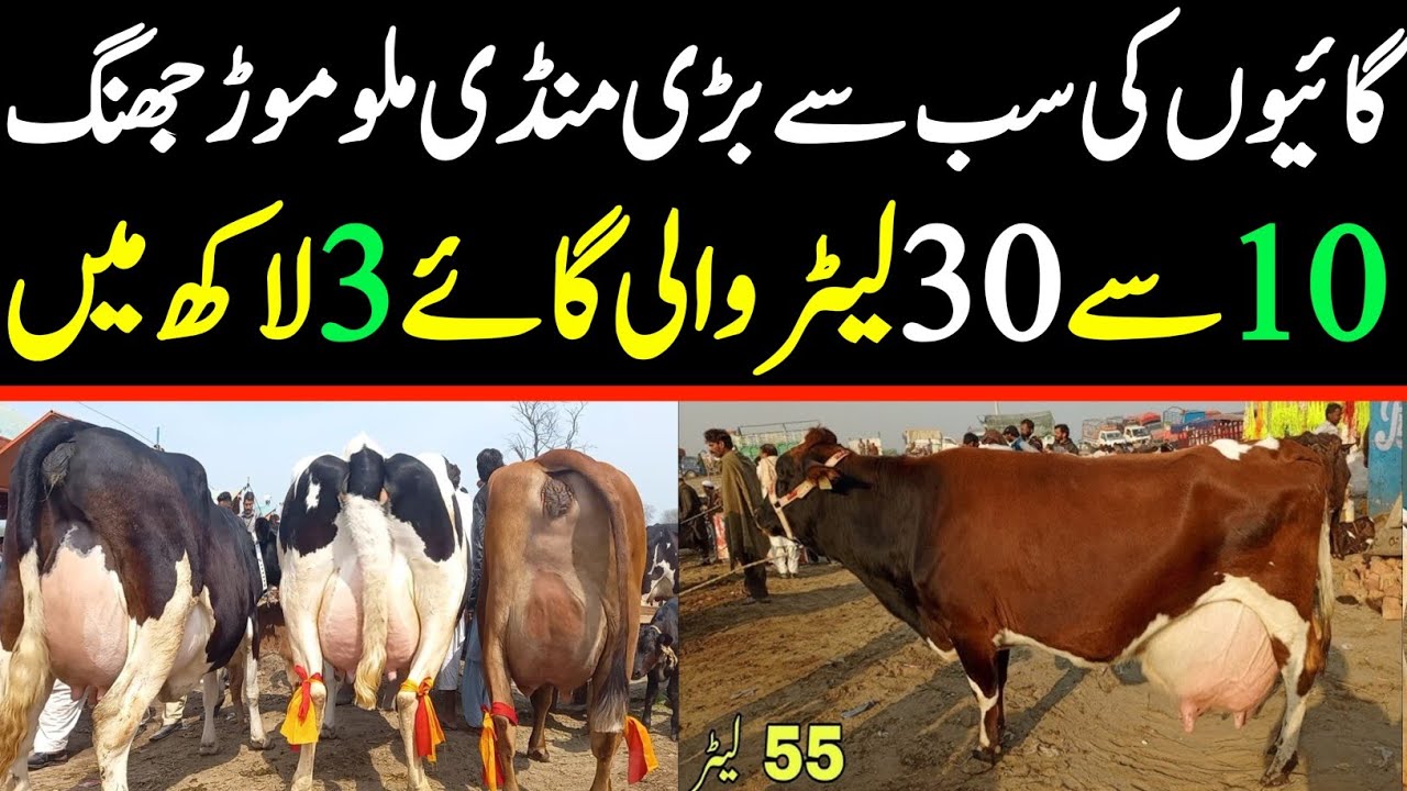 Today Malumor Mandi Jhang Update | Fresh Cow Rates | Janwar Mandi Jhang | Cow Mandi 2025