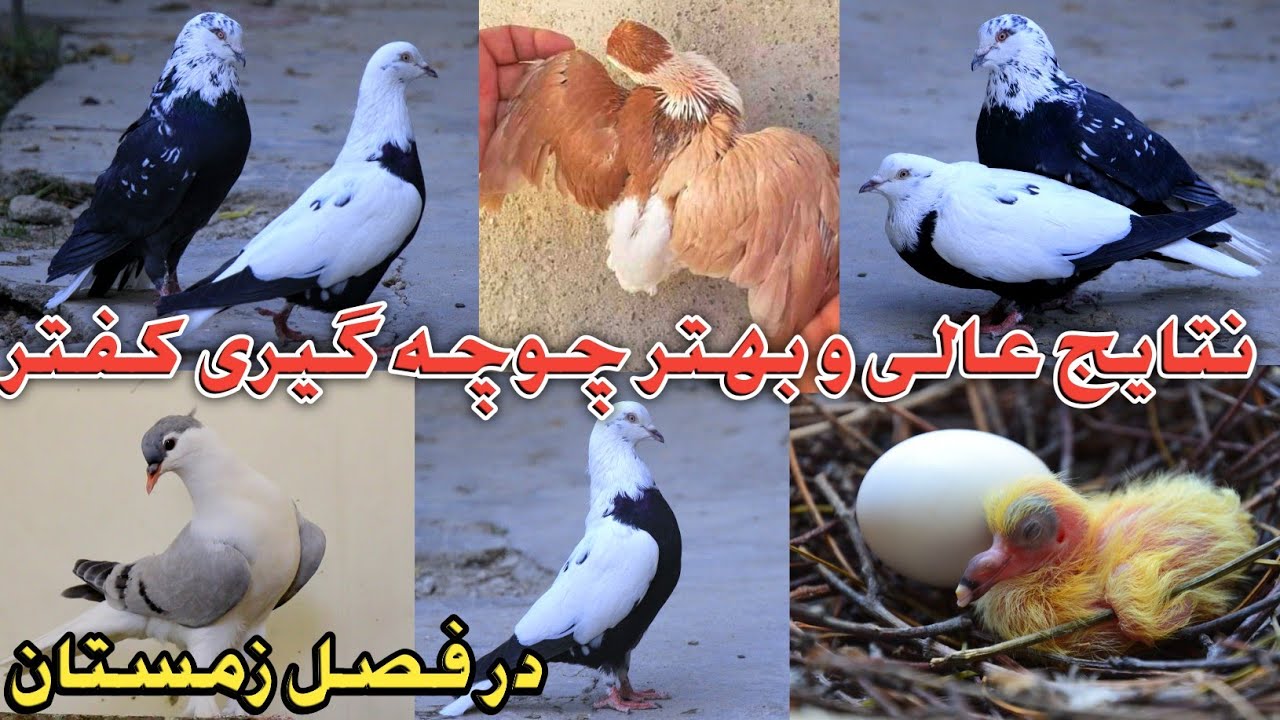 فواید چوچه گیری کفتر در زمستان|بهترین کفترهای چوچه گیر کابل|Benefits of hatching hyenas in winter