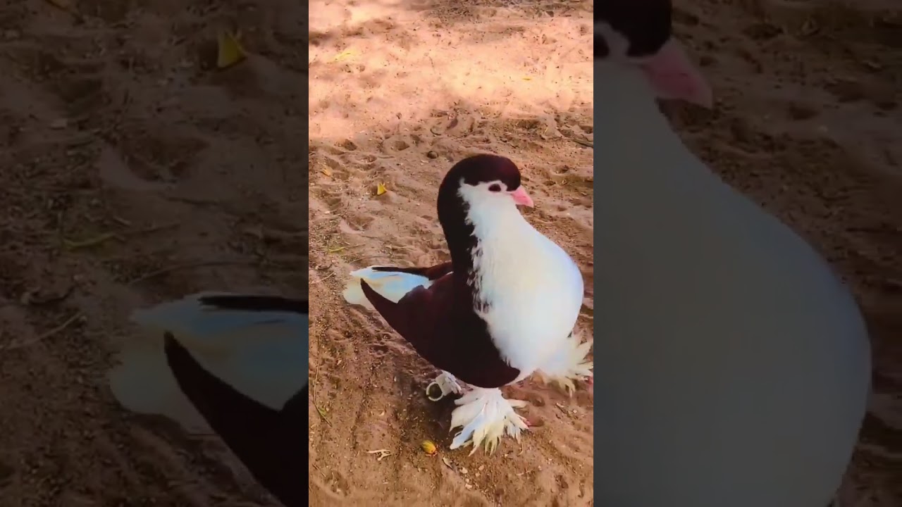 Beautiful Laka Kabootar | Rana Pigeon Cornor #youtube #viral #video #shorts #videos