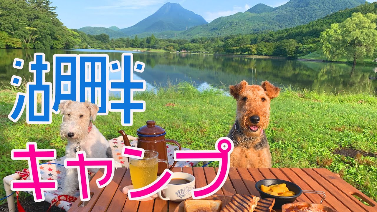 梅雨の合間に湖畔キャンプ★大分県志高湖　エアデールとワイヤーフォックス Wire fox terrier and Airedaleterrier MugiVlog19