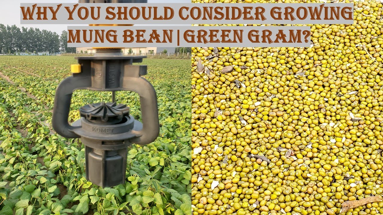 Why  You Should Consider Growing Mung beans | Green Gram farming | Nutrition Security