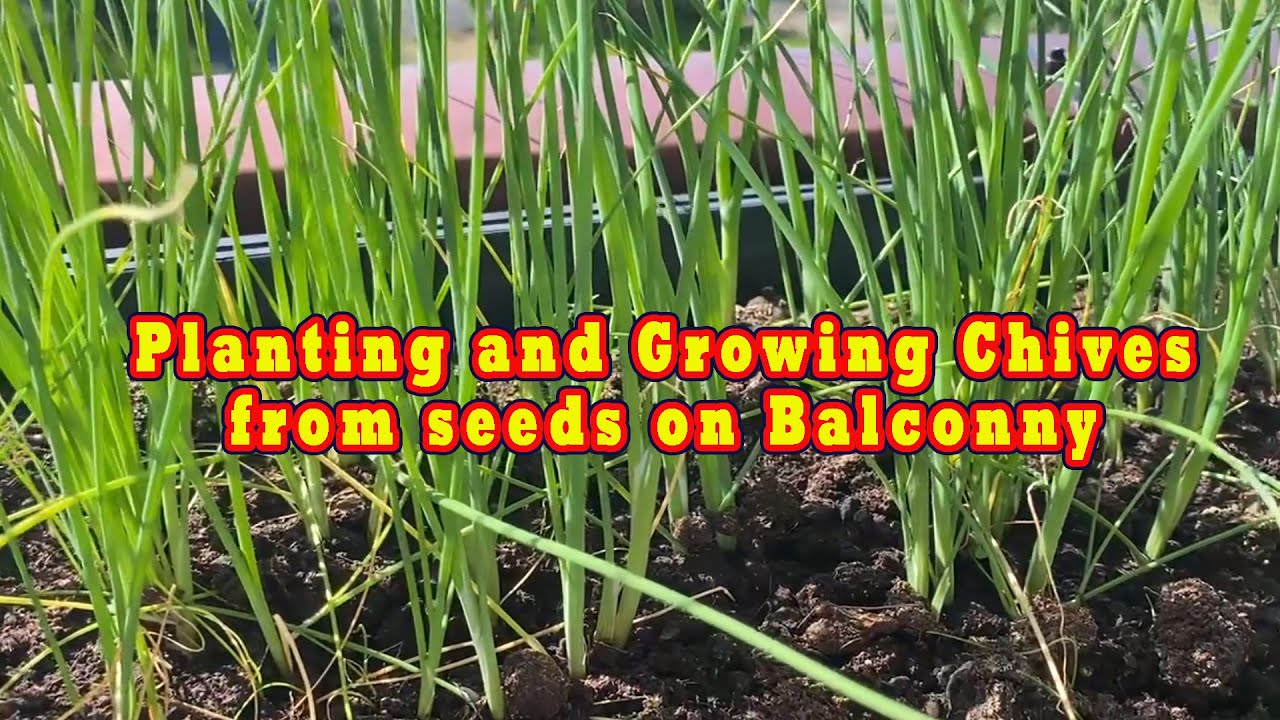Planting and Growing chives from seeds