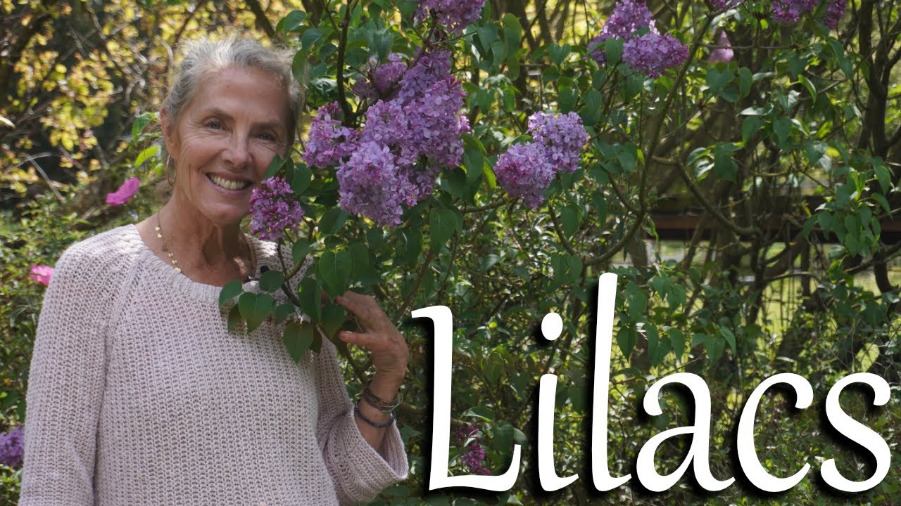 💐🏵️Want to Grow A Lilac? 💜  Here's How! 💐🏵️ #flowergarden #lilacs #gardeningtips
