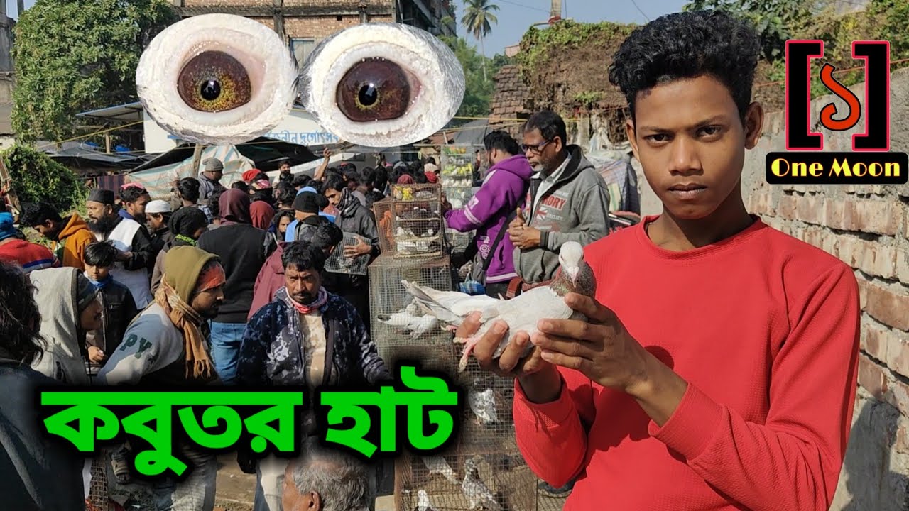 Uluberia pet market | Current Exotic Pigeon's Price Update at Uluberia 10/02/2024 Visit | One Moon