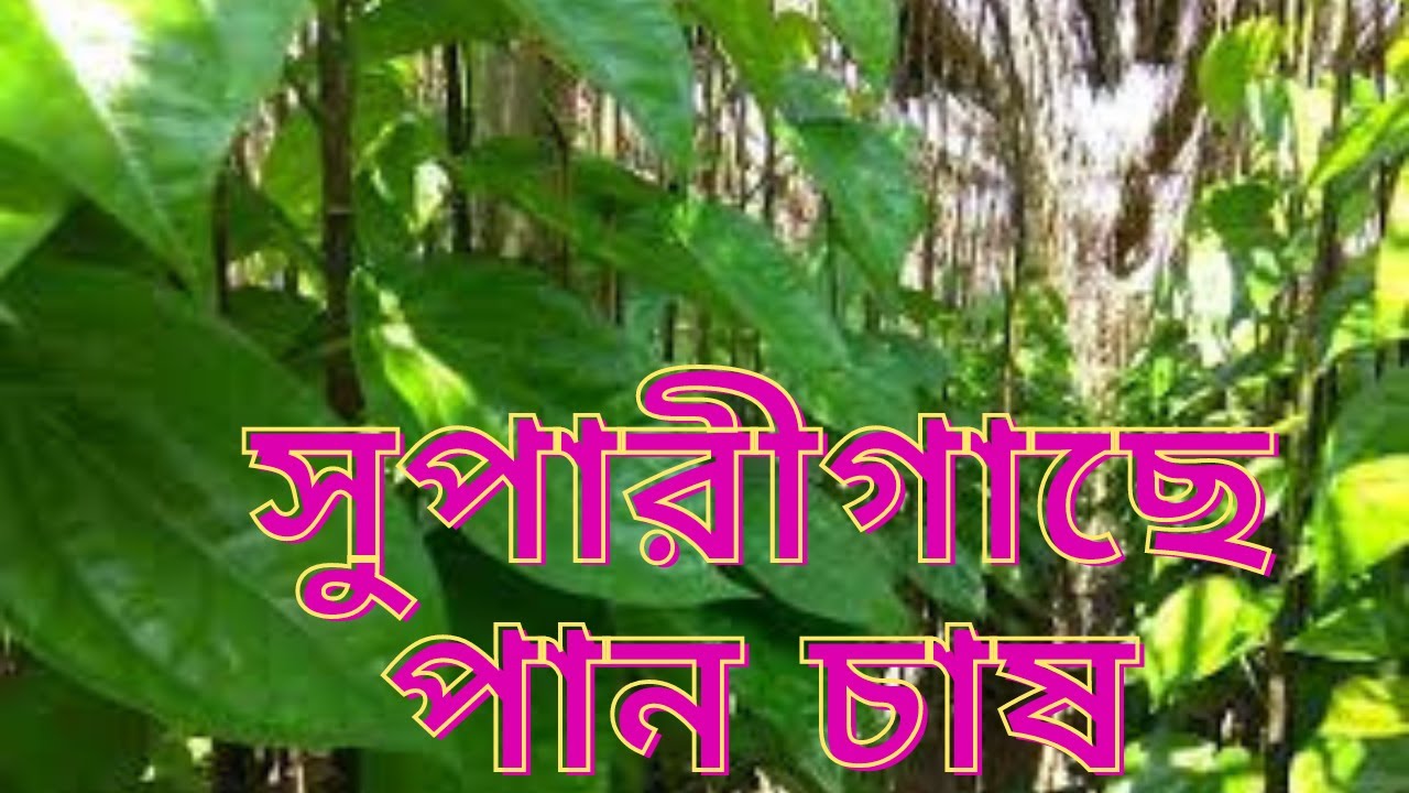 supari gas a pan chas !!Pan Chas Part 01