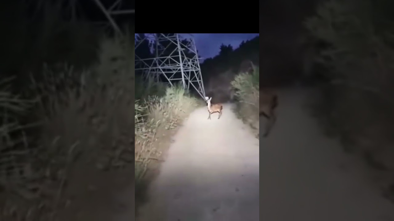 SkinWalker Caught Mid-Transformation?! #skinwalkers
