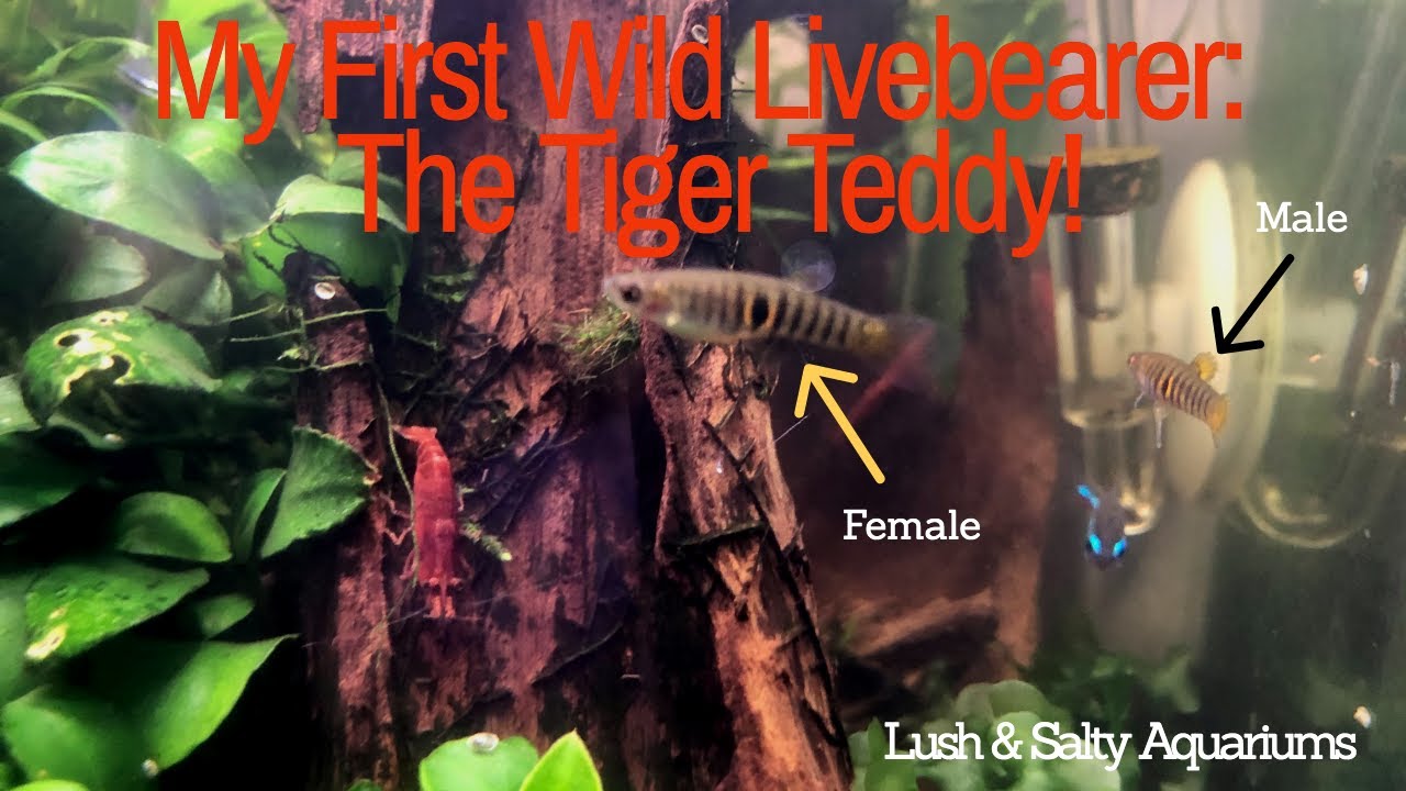 The Tiger Teddy - Wild Livebearer!