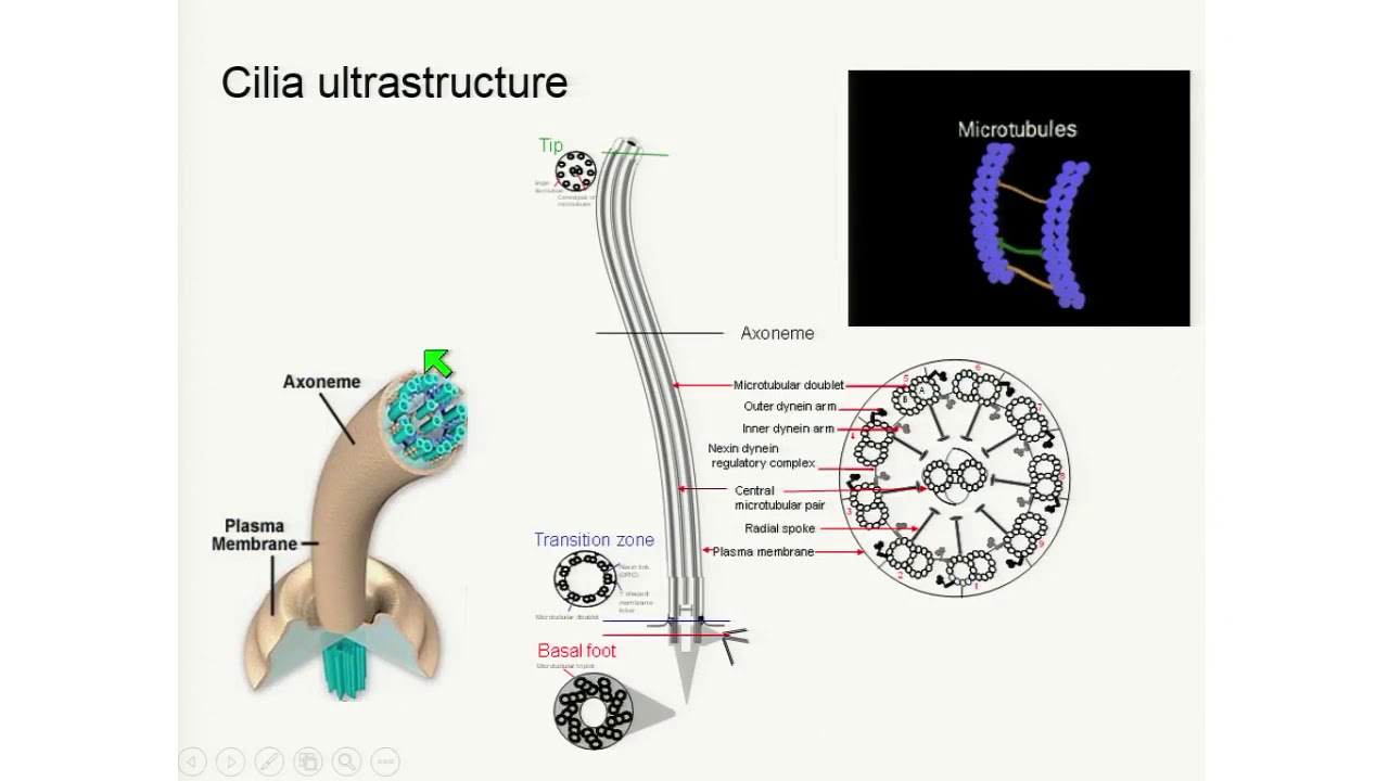 E5.2 Hannah Mitchison: Expanding Ciliopathies