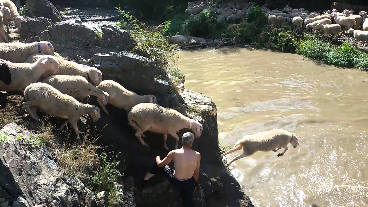 Dhent e Hebib Kokes duke u la 2015