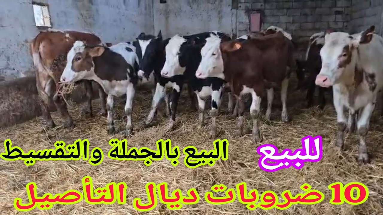 تباااارك الله 💫10 ضروبات ديال التأصيل🌟 إتصل 06.09.33.67.35 📞ألو سي عبد العالي نواحي الغرب🇲🇦 