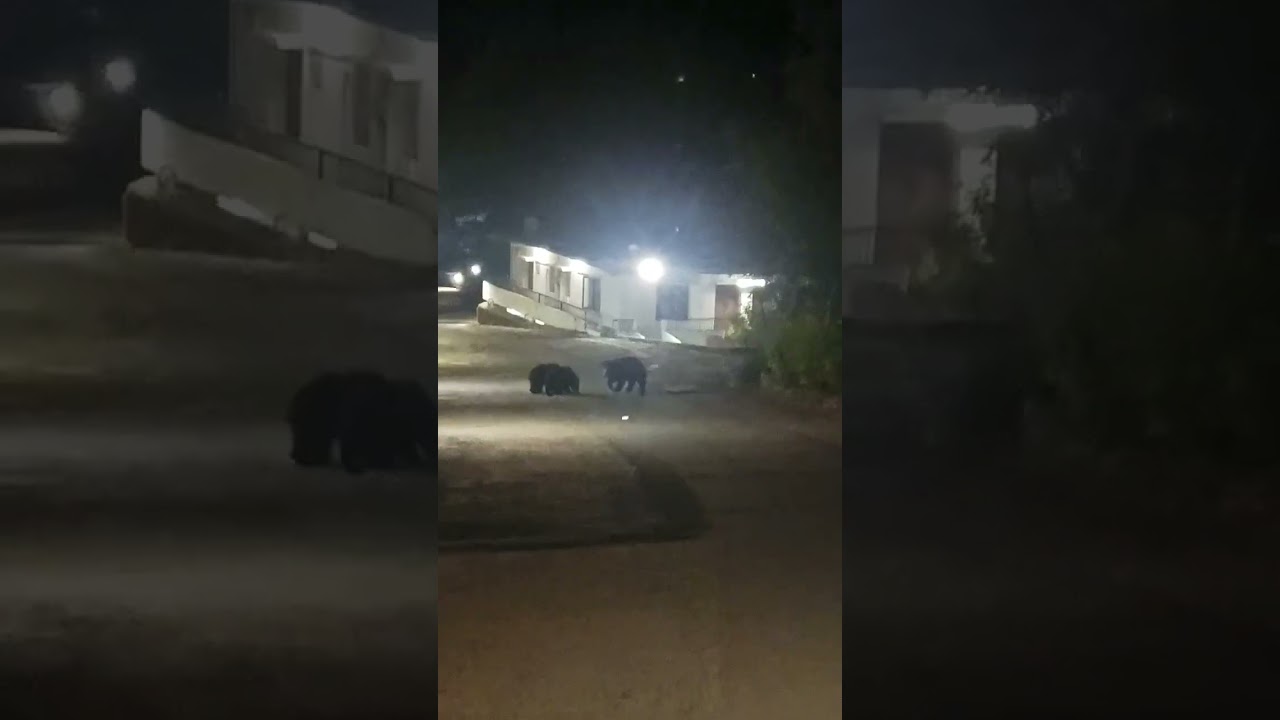 Black Bear  seen near Village... Mount Abu 😯😯😯🐻🐻🐻🐻🐻🐻🐻