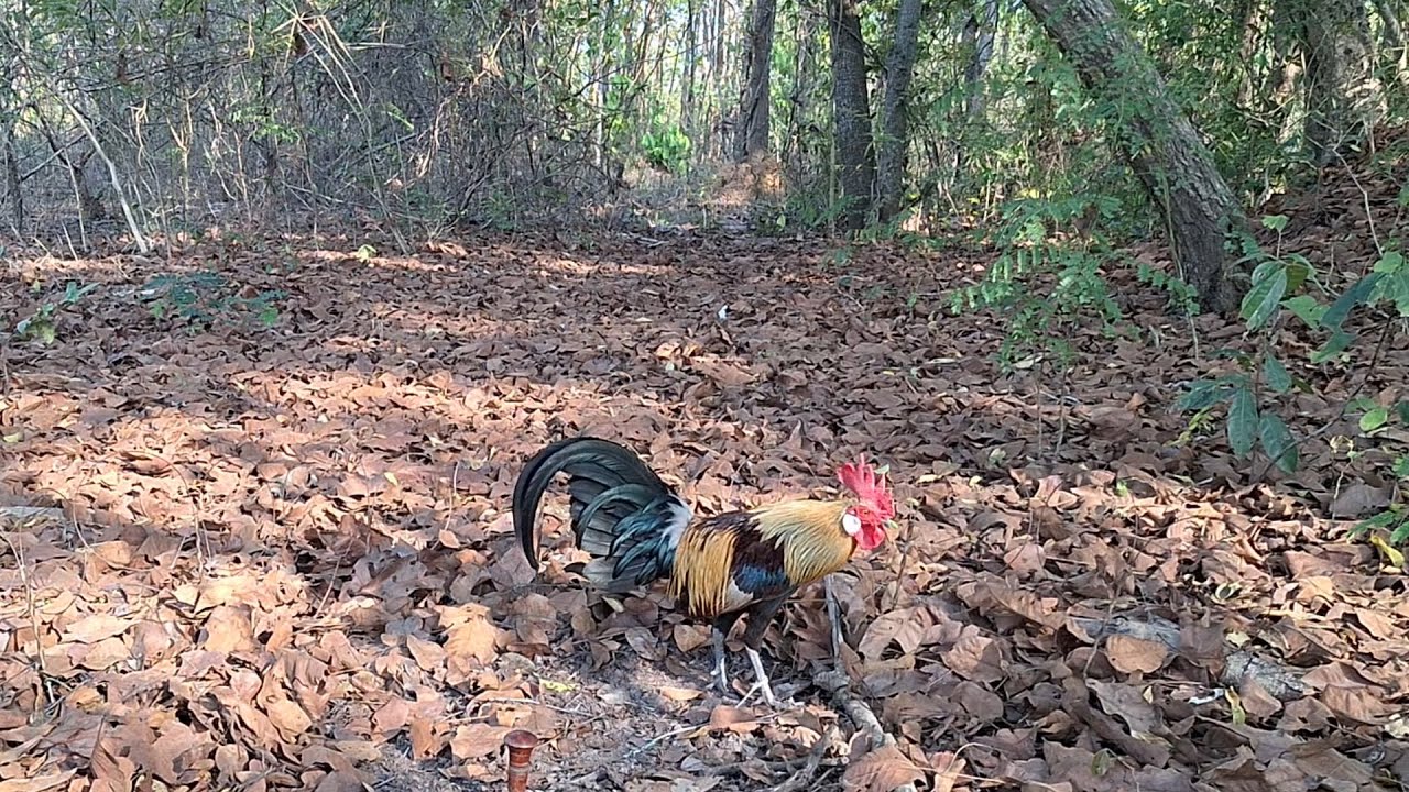 สารคดีไก่ต่อ EP 30