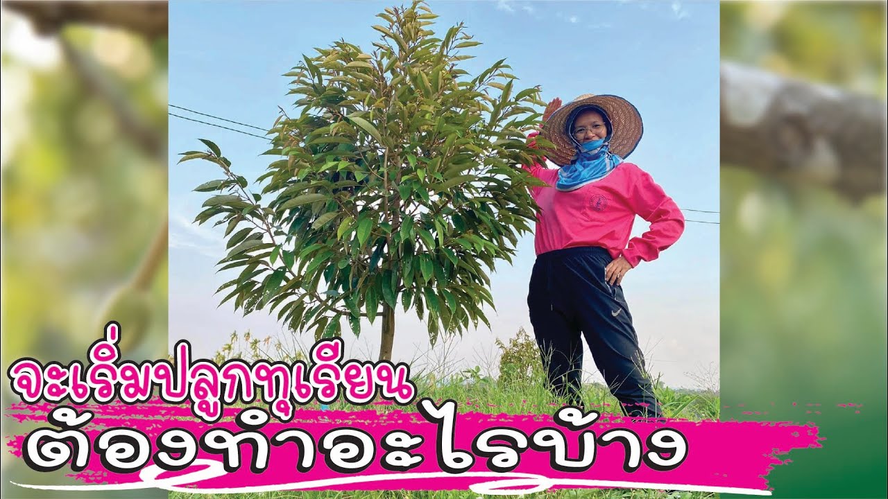 จะเริ่มปลูกทุเรียน ต้องทำอะไรบ้าง🔰