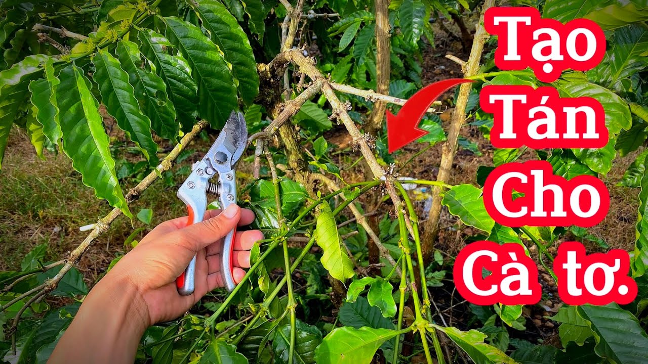Cắt cành, tạo tán cho cây cà phê tơ sau khi thu hoạch.