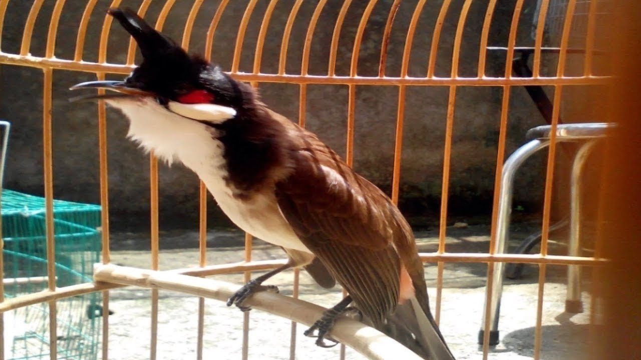 เสียงนกกรงหัวจุกเบิ้ล2 ก๊อปติดง่ายสายปั่นลูกนกไม่ควรพลาด#Chào mào#Red-whiskered BulbulI