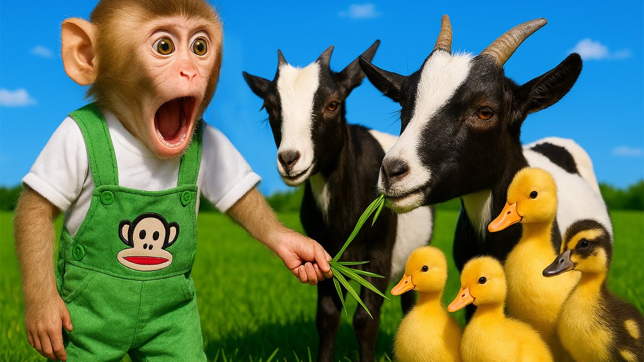 MONO KAKA La Vida: No Te Puedes Perder La Pelea De KAKA Con Su Amigo El Pato ?! | MONO KAKA ESP