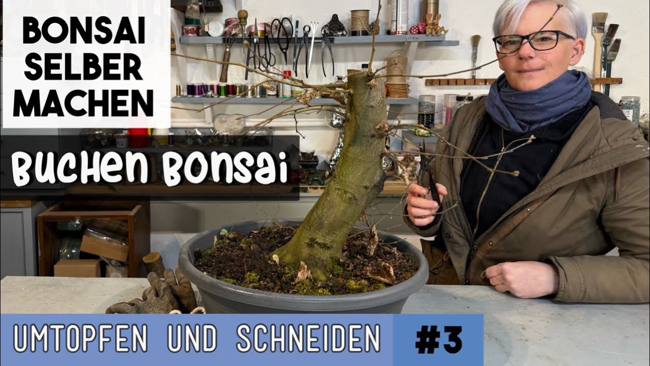 Buchen Bonsai umtopfen & schneiden | BONSAI selber machen | So gehts weiter mit der BUCHE 