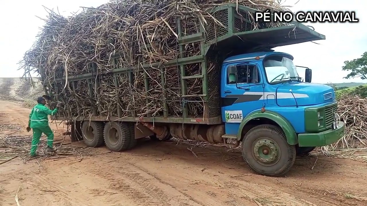 Carregamento de cana no engenho salgado 