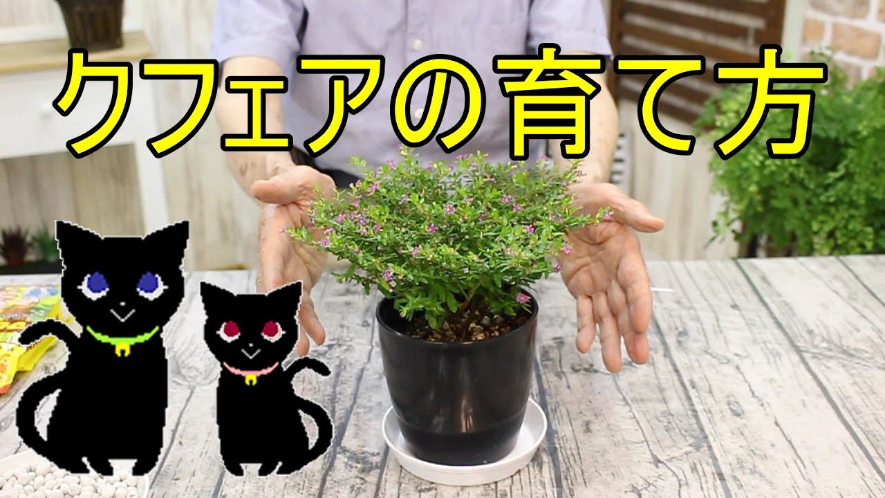 クフェアの育て方