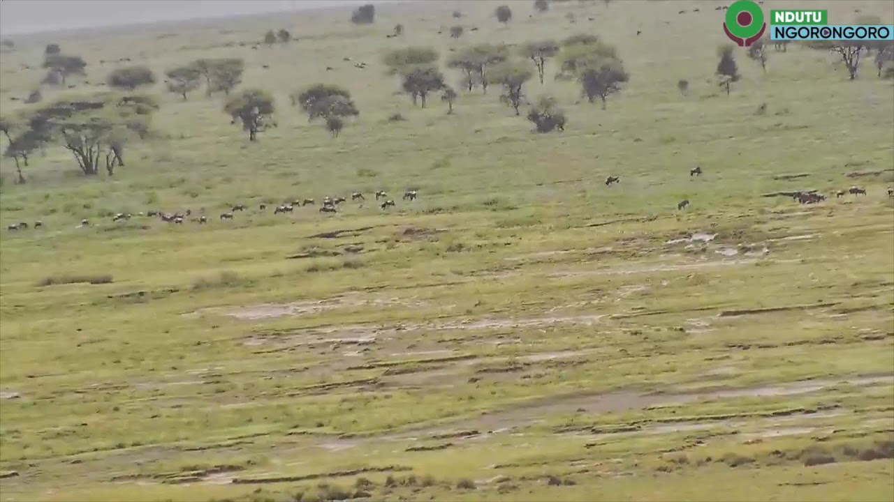 visitngorongoro