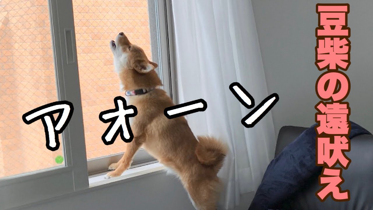【音量注意】豆柴の遠吠え〜福ちゃんに何があった！？〜