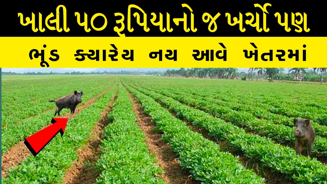 50 રૂપિયાના ખર્ચે ભૂંડને આવતા રોકો || મકાઈ, કપાસ, મગફળી, બાજરી વગેરેમાં ભૂંડના નુકશાન ને રોકો
