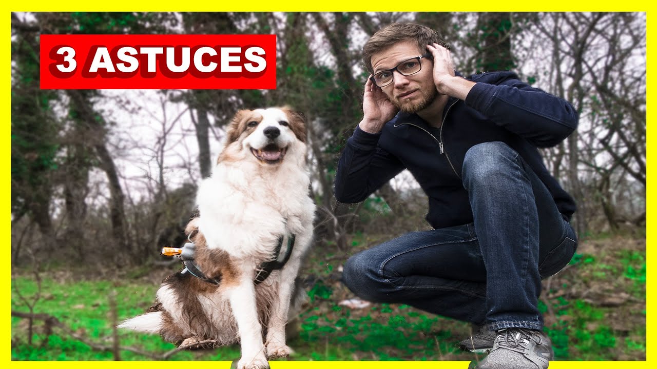 Chien qui aboie : 3 solutions pour l'empêcher d'aboyer