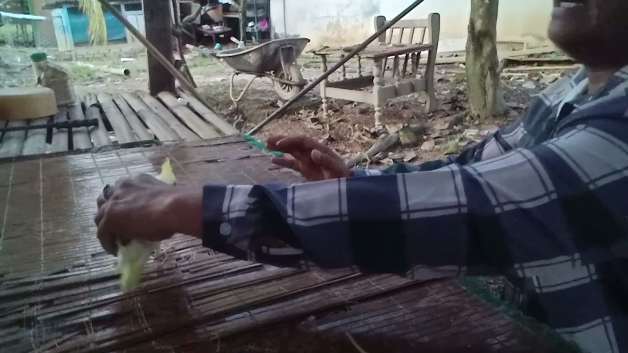 Melatih si cakra terbang pertama kalinya