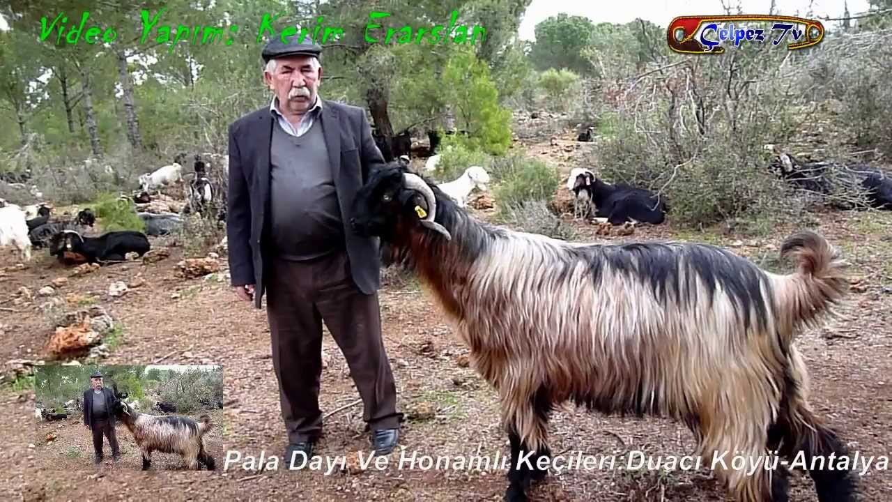 Nam-ı Değer (Hasan Gürel) Honamlı Keçilerini Tanıtıyor: Duacı Köyü-Antalya