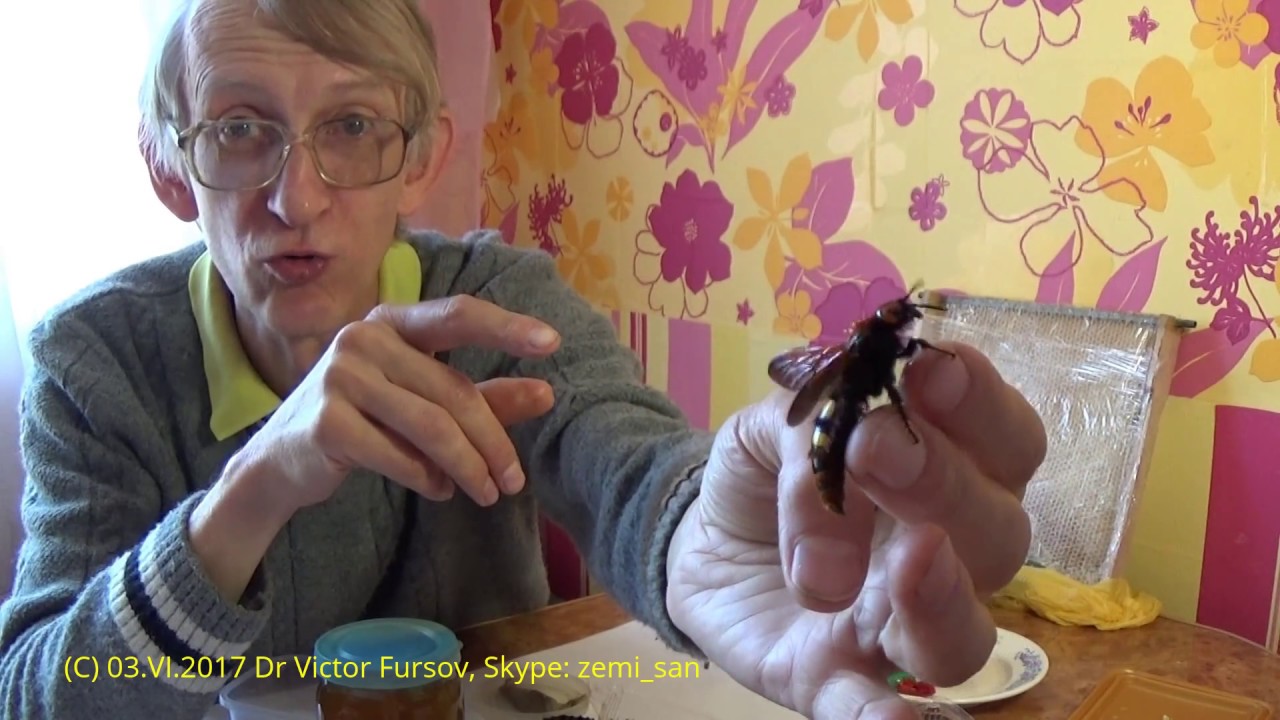 Mammoth Wasp Megascolia maculata (Scoliidae)  in My Hands. Wasp Stung!  STUNG by a SCOLIA WASP.