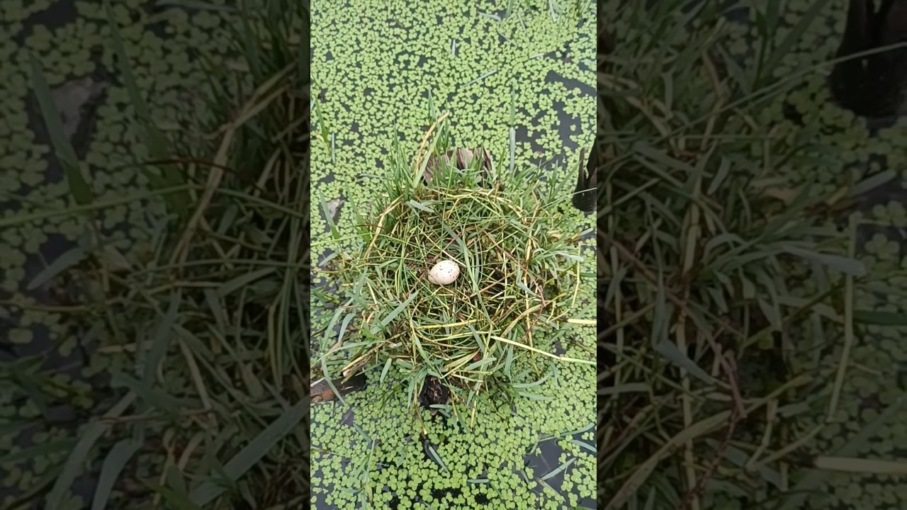 What a beautiful nest the Common Moorhen makes inthe middle of the water @BirdsLife03 #shorts#new