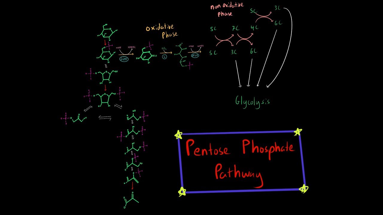 Pentose Phosphate Pathway (EVERYTHING YOU NEED TO KNOW BIOCHEMISTRY MCAT)