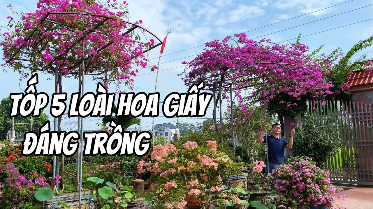 Tốp 5 loại hoa giấy đáng trồng nhất hiện nay