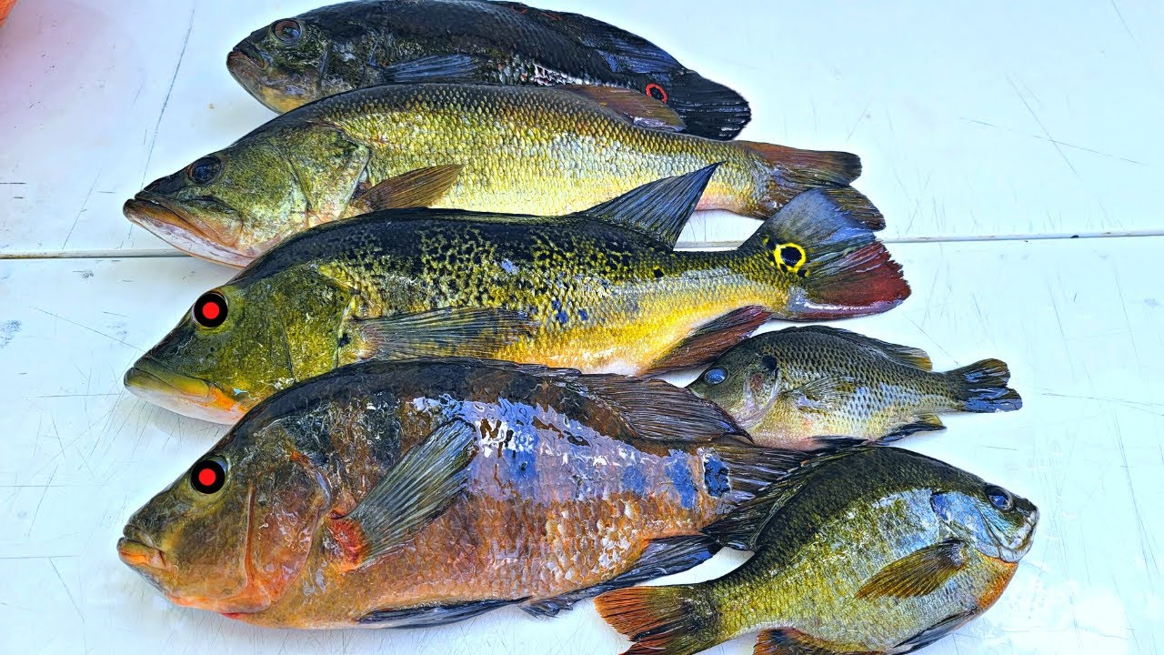 PESCA Y COCINA EN LOS EVERGLADES, COMO PESCAR EN LOS EVERGLADES, COCODRILO SE ROBA MI PEZ !
