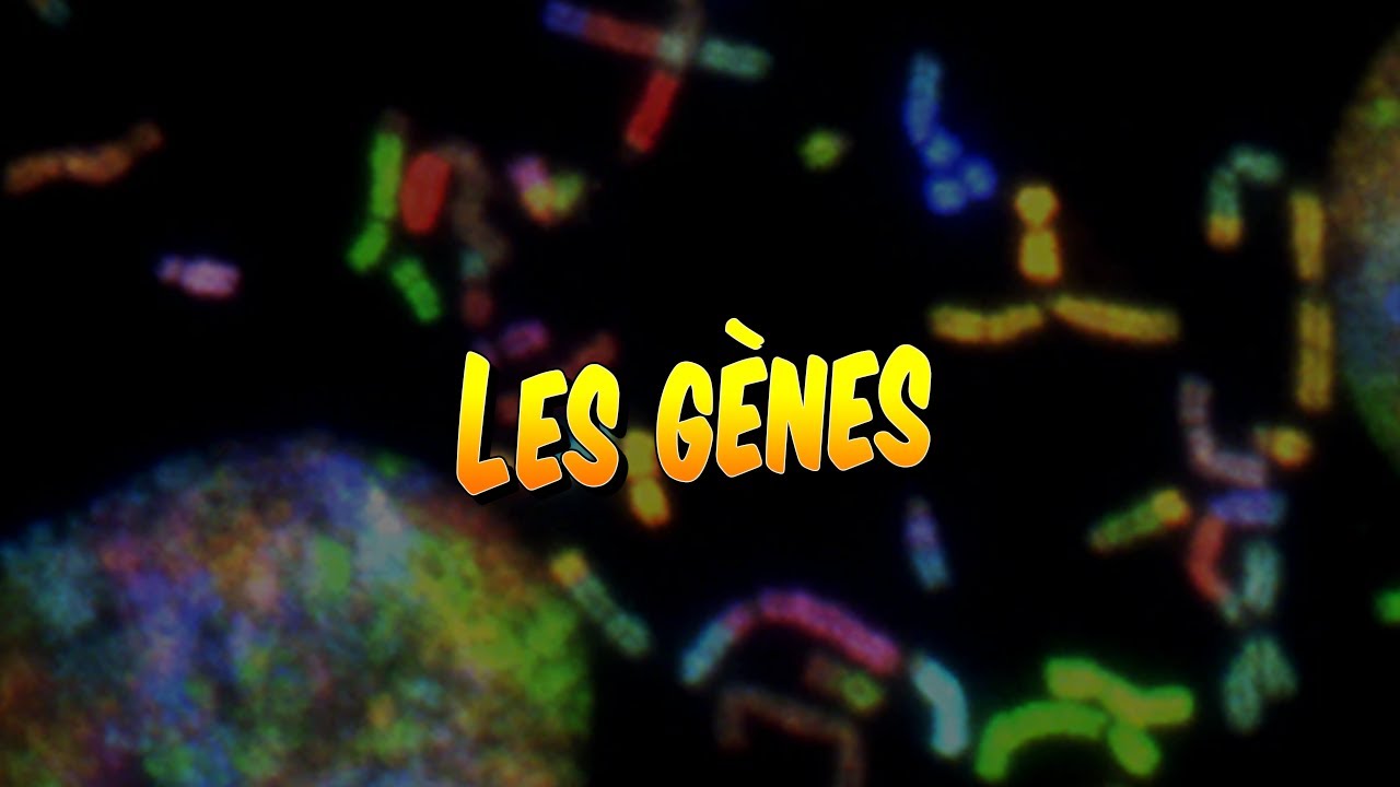 Psychologie - Comment les gènes déterminent-ils nos caractéristiques ?