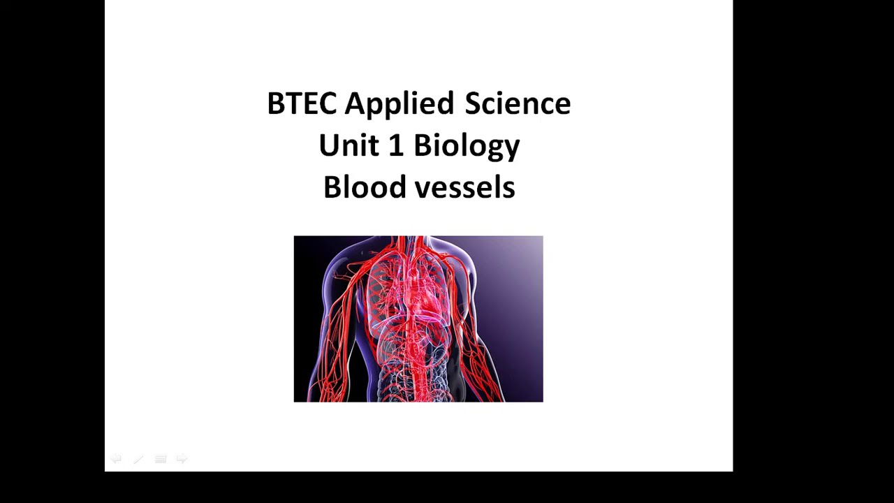 BTEC Прикладная наука: Блок 1 Биология Кровеносные сосуды