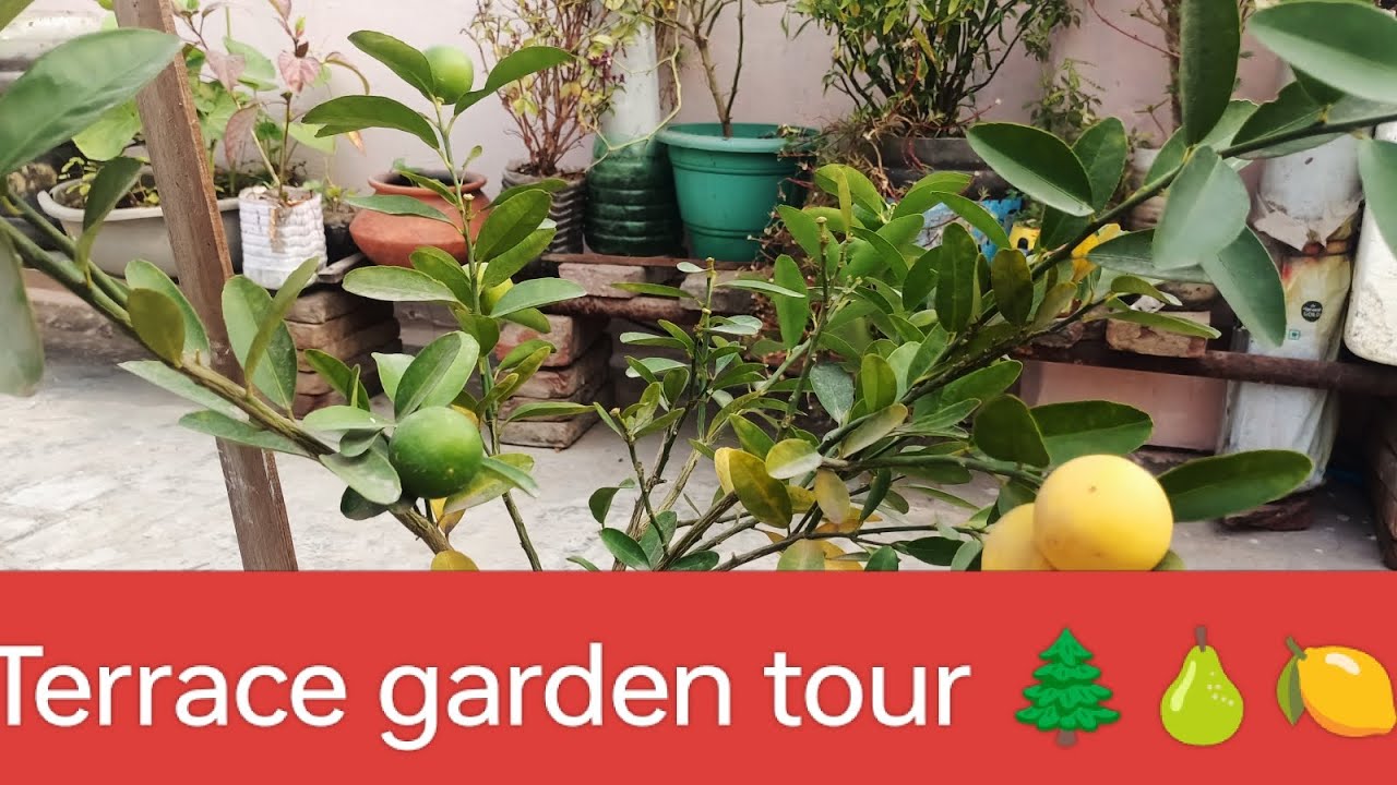 Terrace garden tour/Rooftop garden 🌲🍐🍋