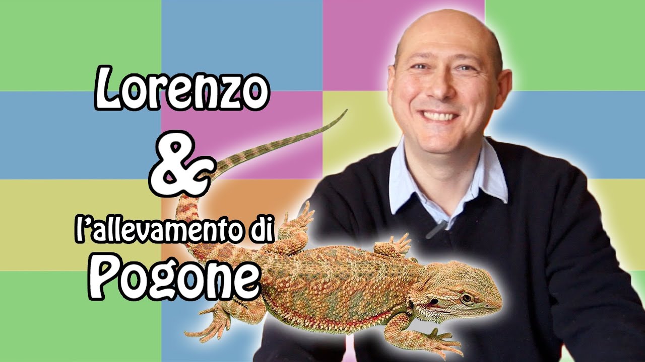 Pogona - il rettile chiamato anche "drago barbuto"