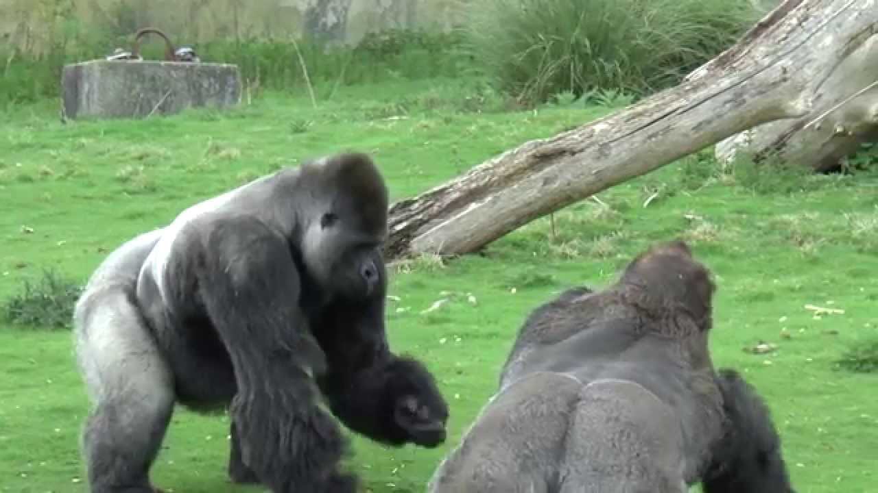 PORT LYMPNE ( LIVINGSTONE LODGE ) MAY 2015