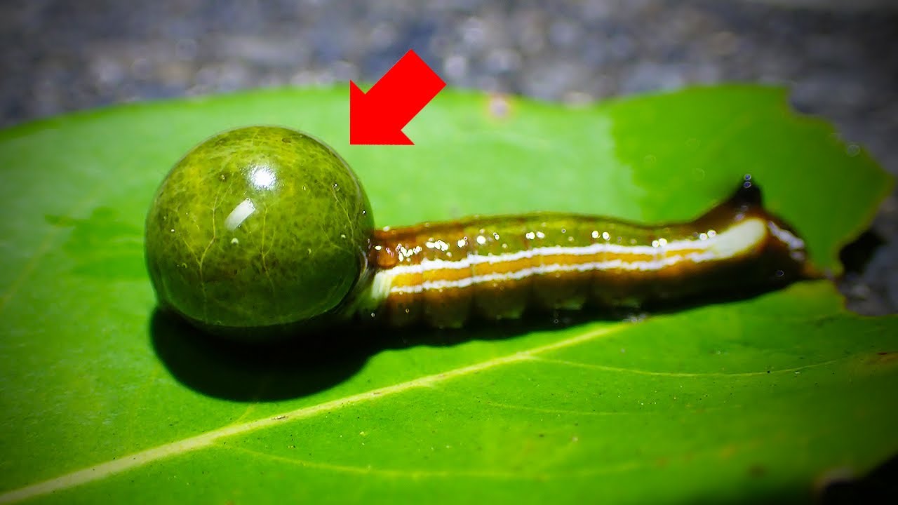 【閲覧注意】頭がパンパンに腫れたイモムシがヤバすぎる...