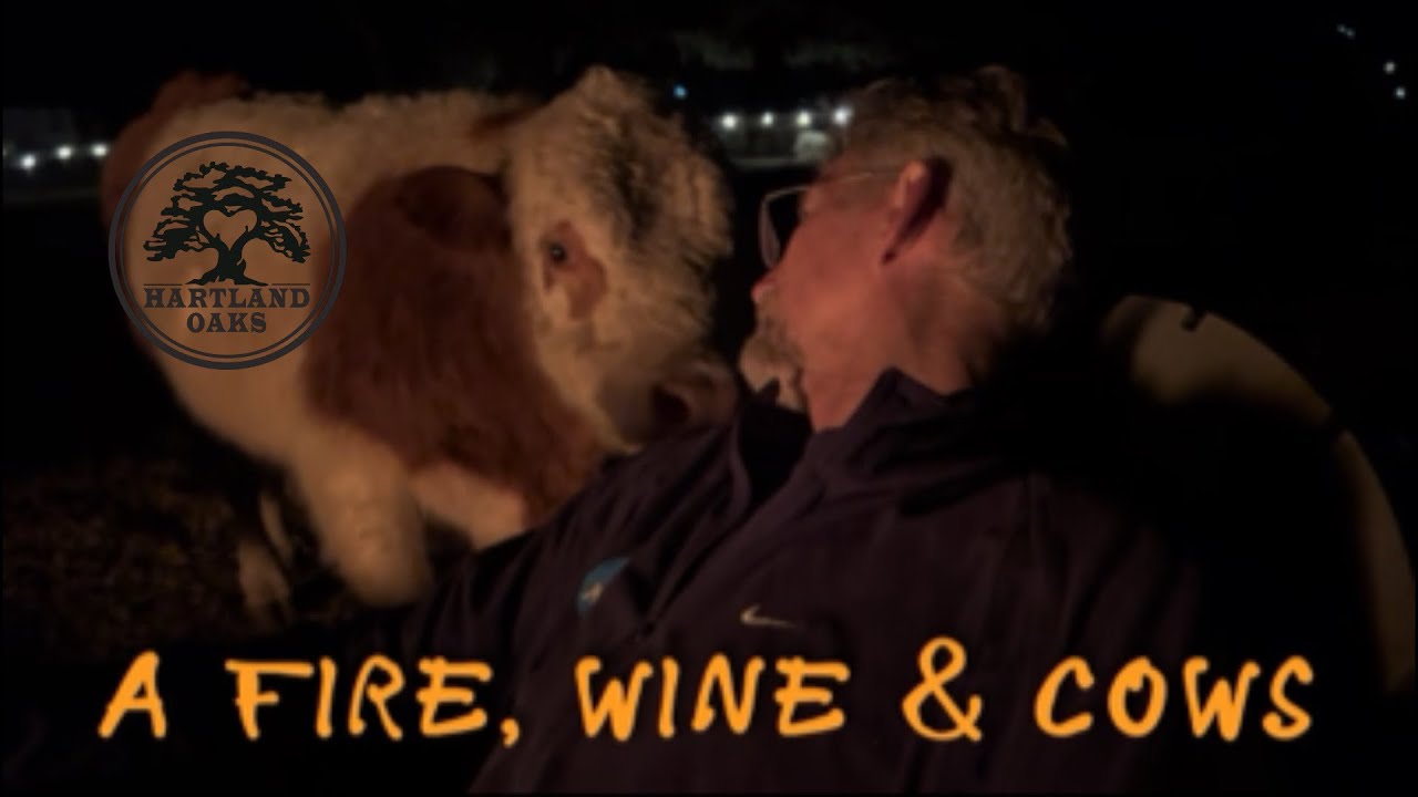 Firelight, Wine, and the Calmest Cows on Earth