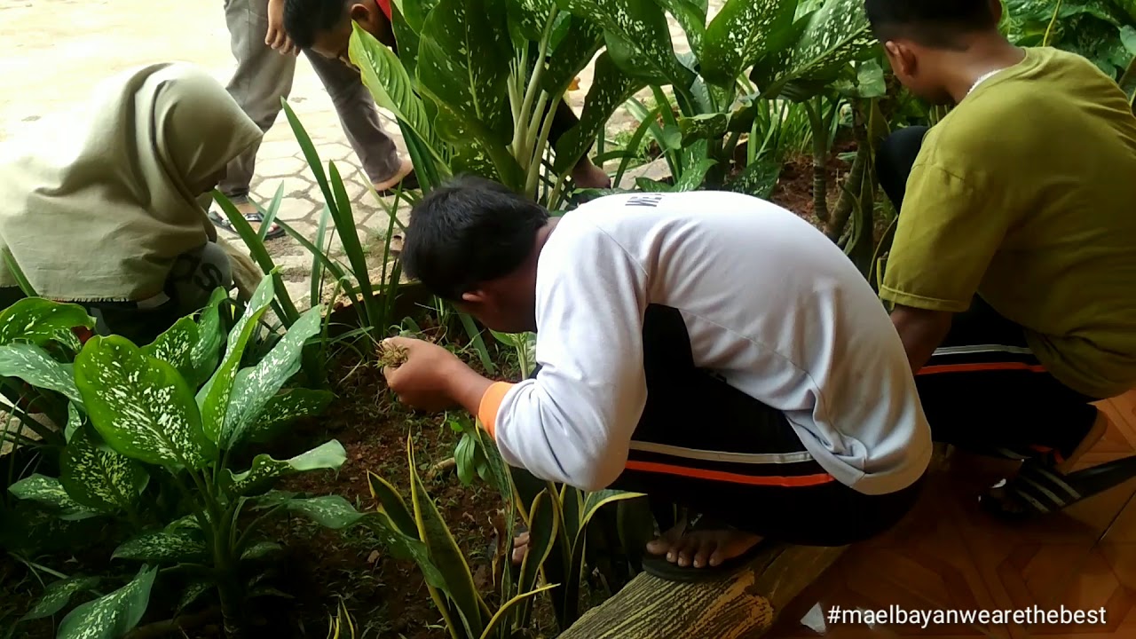 Keren | Kepedulian siswa ma elbayan menjaga lingkungan madrasah