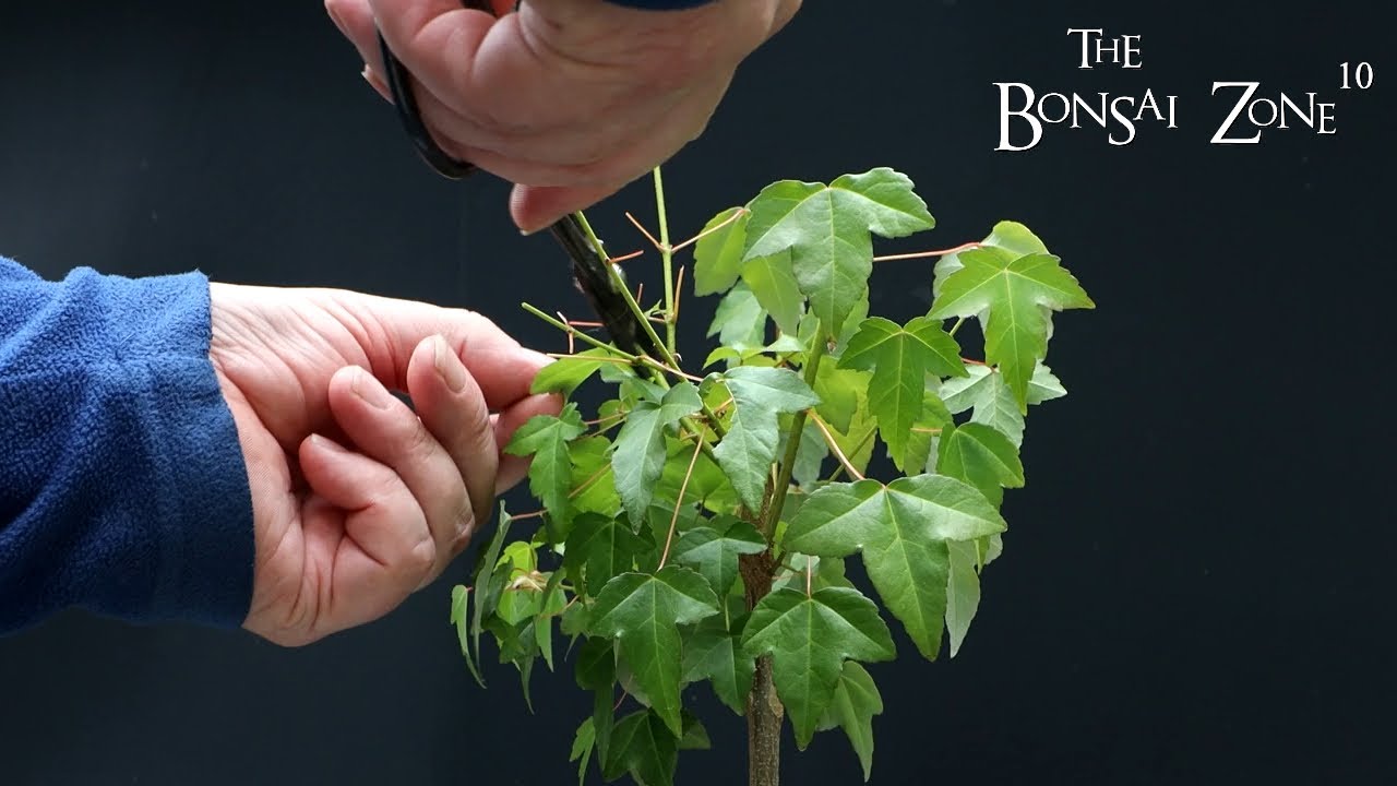 Pruning My Trident and Field Maple, The Bonsai Zone, June 2023
