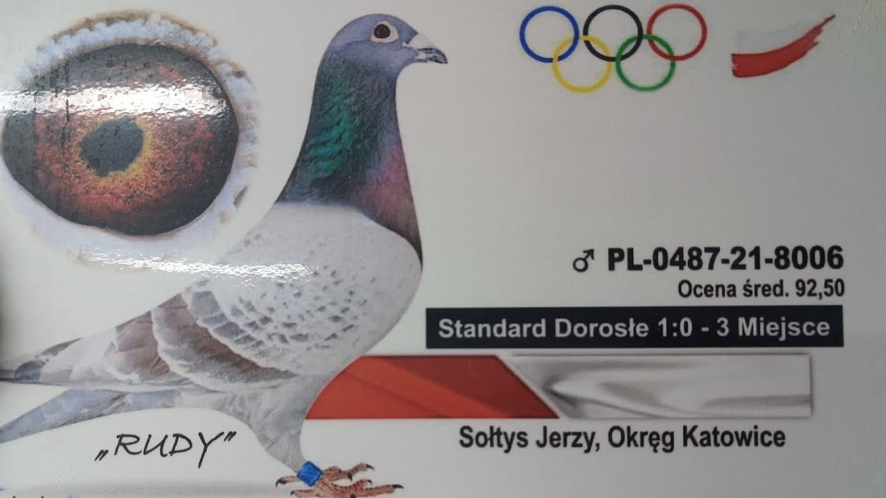 Brązowy Olimpijczyk Jerzego Sołtysa i przegląd samczyków.