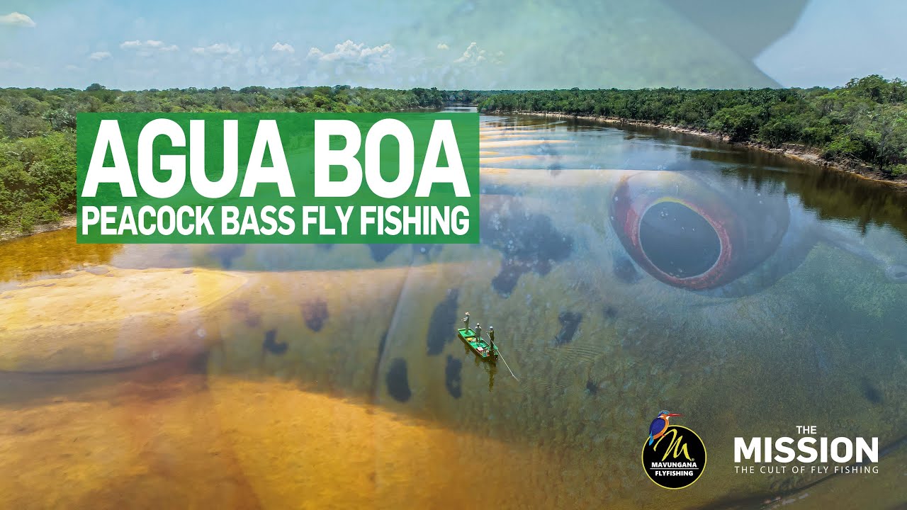 Peacock bass fly fishing &ndash; Agua Boa