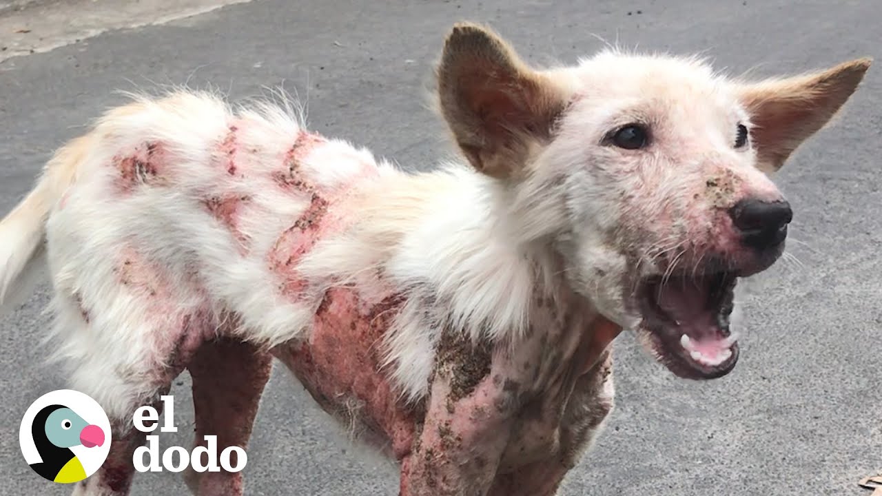 Perrita callejera enferma está llena de felicidad | El Dodo