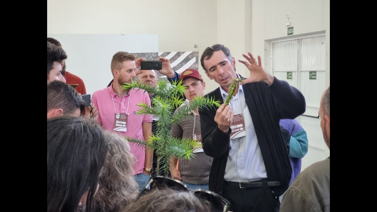 Produção de Pinheiros Precoces: Enxertia de Pinheiro do Paraná - Dr. Ivar Wendling - VRS PINHÃO