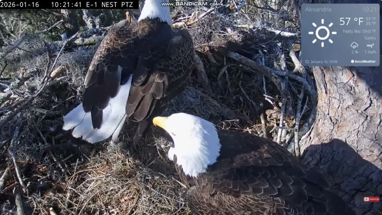 KNF Bald Eagle E1- bielik amerykański -  Louis II & Anna II & 🥚🥚2026 01 16