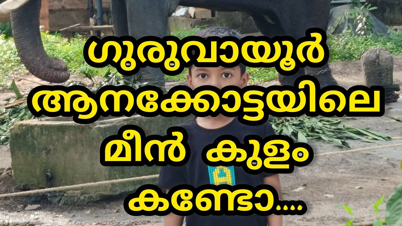 ഗുരുവായൂർ ആനക്കോട്ടയിലെ മീൻ കുളം 